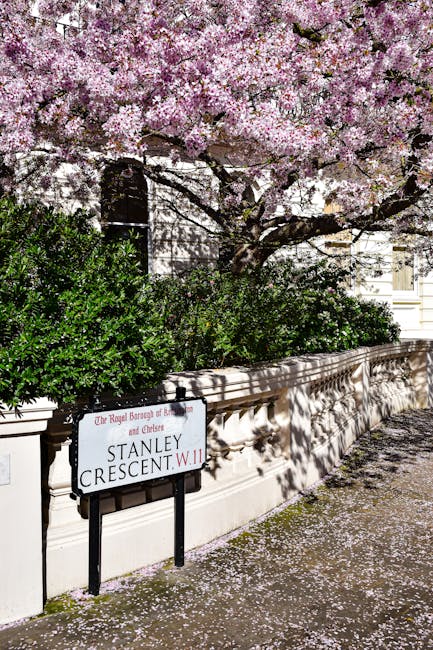 A large tree with pink blossoms extending over a stone wall on a residential street in Chelsea, SW3, during spring. The tree's branches are full of pink flowers, some petals have fallen onto the pavement below. Behind the tree, green bushes are visible along the top of the wall, which is made of light-colored stone with decorative detailing. A street sign attached to the wall indicates the location as Stanley Crescent, W11, and mentions the Royal Borough of Kensington and Chelsea. The scene is illuminated by natural daylight, casting shadows of the tree onto the wall and pavement. The overall setting depicts a calm, leafy residential area suitable for home relocation or furniture transport processes, typical of a professional removals service like Movers Chelsea.